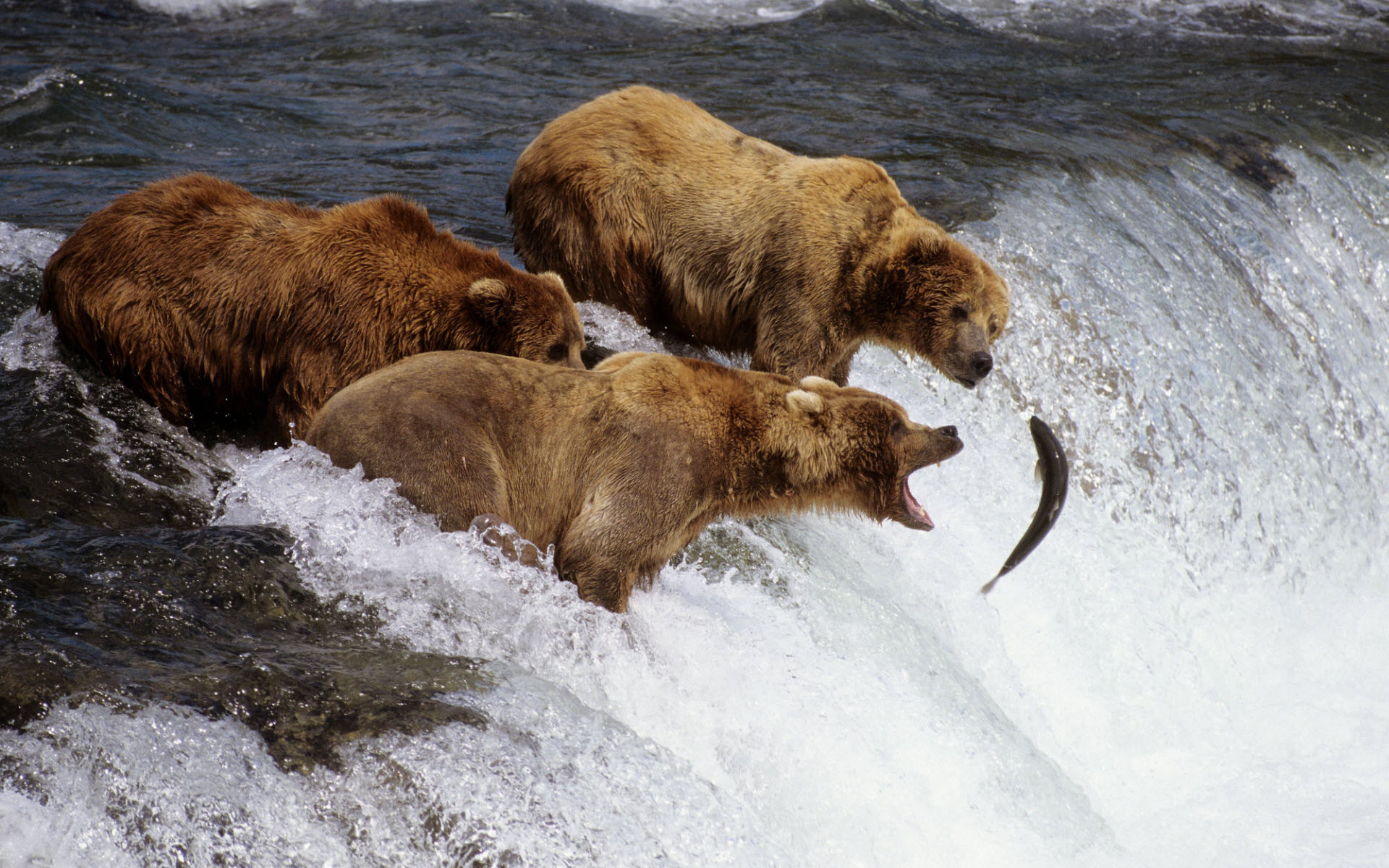 Brown Bears Alaska6092711681